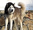 Peluqueria Canina