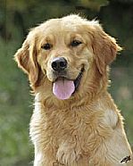  GOLDEN RETRIEVER - INSCRITOS