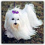 PELUQUERIA CANINA