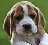 Beagle enano 