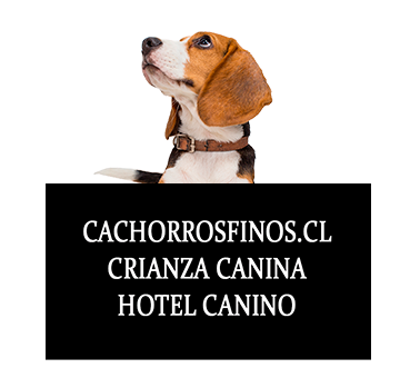 CRIADERO DE PERROS/ HOTEL CANINO